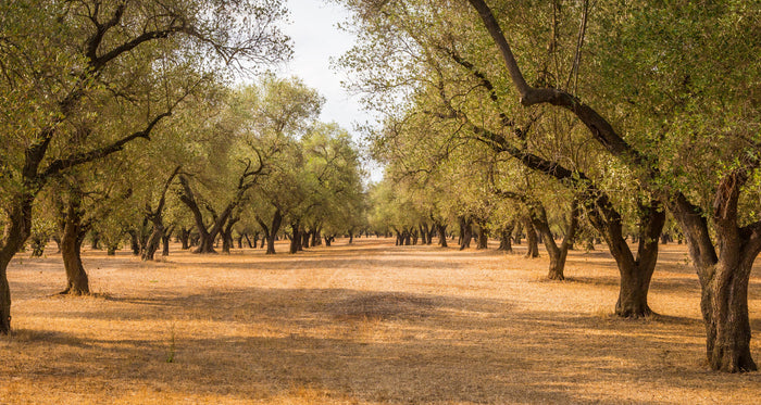 Olivenholz Plantage